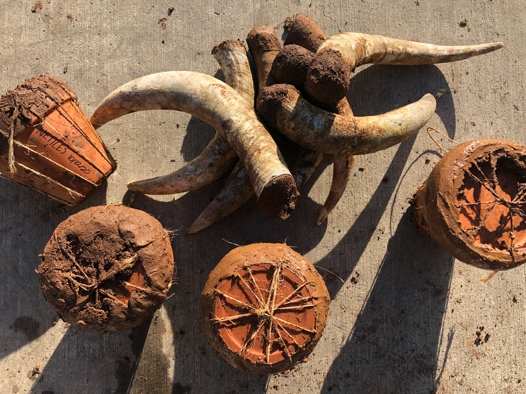 Cow horns and nettle pots preparation at Cristom Vineyards