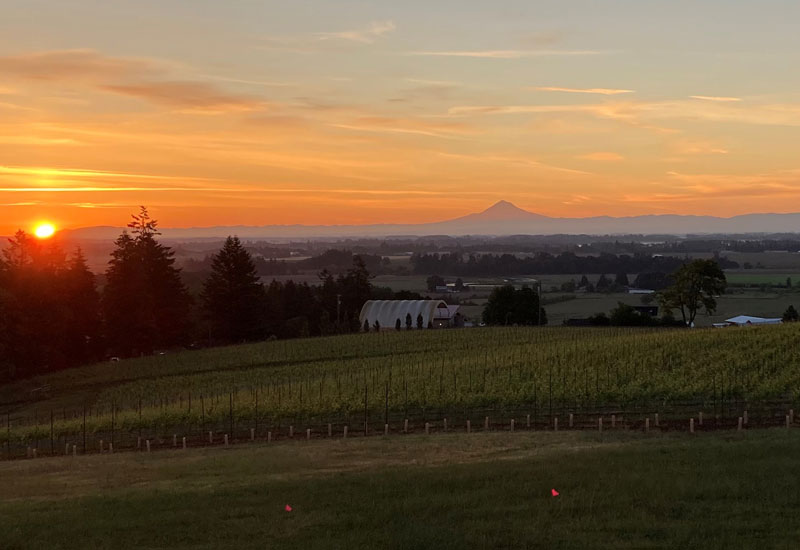 Best sunset view of the vineyard at Cristom
