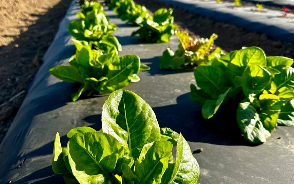 Cristom Food Gardens Lettuce on 6.12.24