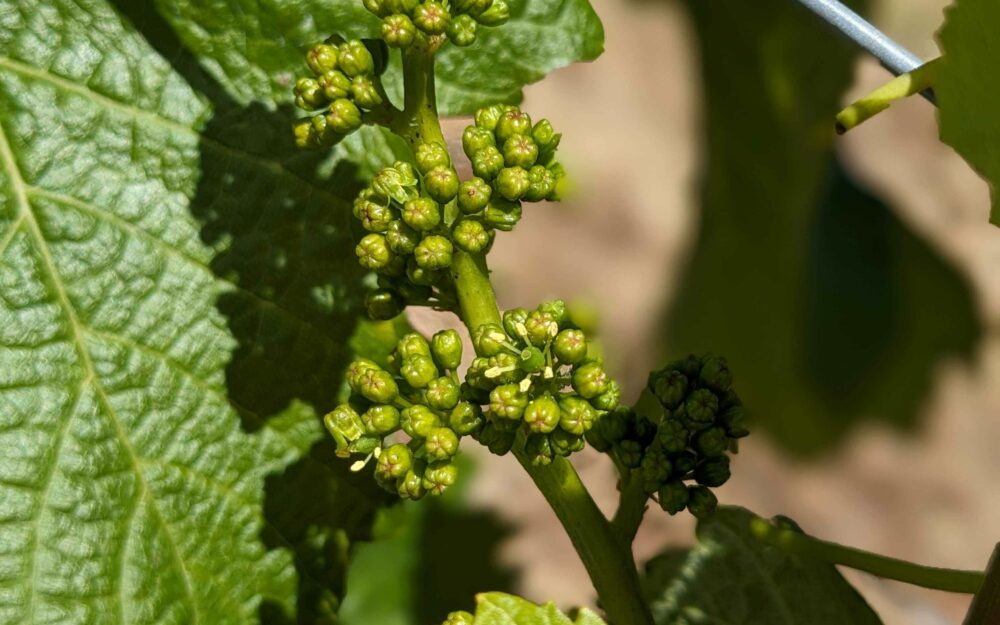 Cristom Louise Vineyard Block 15 Chardonnay Bloom on 6.6.24