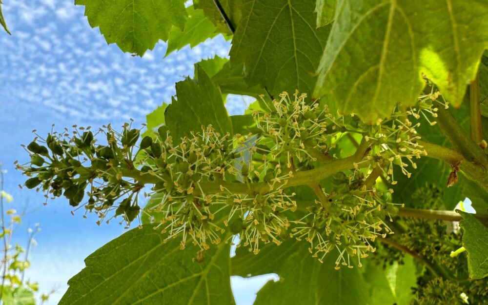 Cristom Louise Vineyard Chardonnay Flowering on 6.13.24