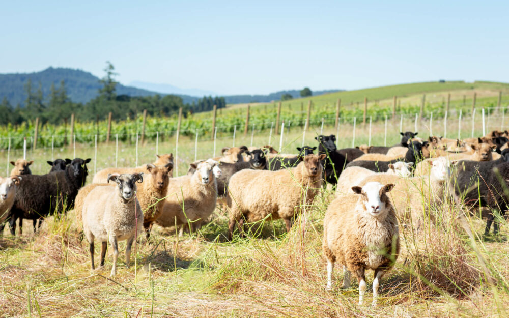 Sheep Flock in Paul Gerrie Vineyard