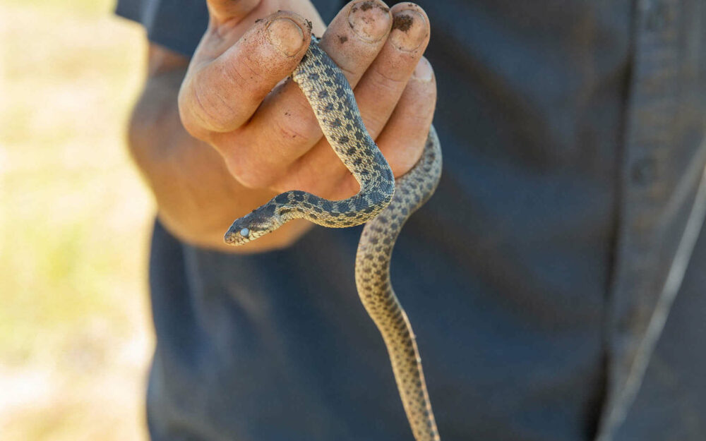 A snake in Paul Gerrie Vineyard