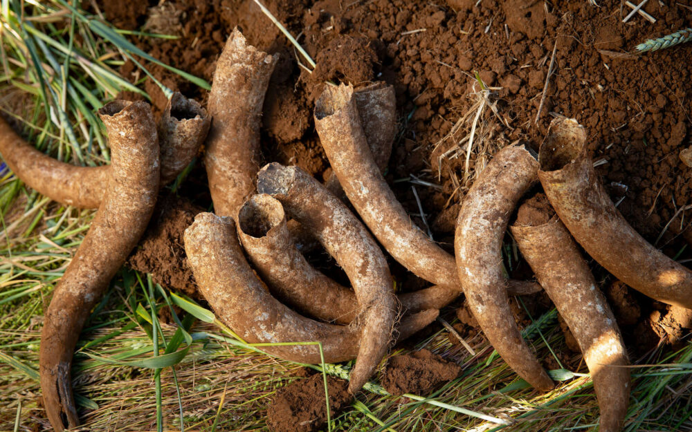 Cristom Vineyards Biodynamic Farming Prep 500 Horn Manure Burial Dug Up