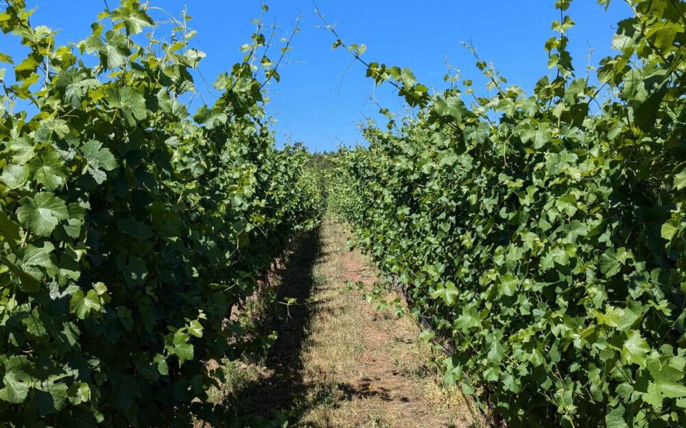 Cristom Vineyards Early July 2024 Vine Canopies