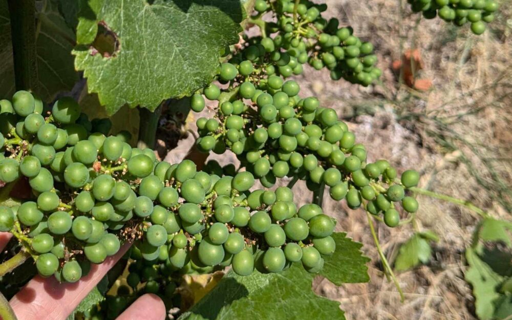 Cristom Vineyards Pinot Noir Clusters in Marjorie Vineyard Block 1 on 7.12.24