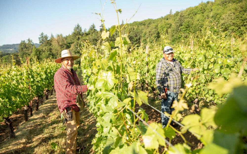 Cristom Vineyards Vine Shoot Positioning Louise Vineyard Pinot Noir 7.19.24