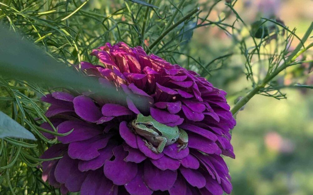 A frog on a flower in our winery garden