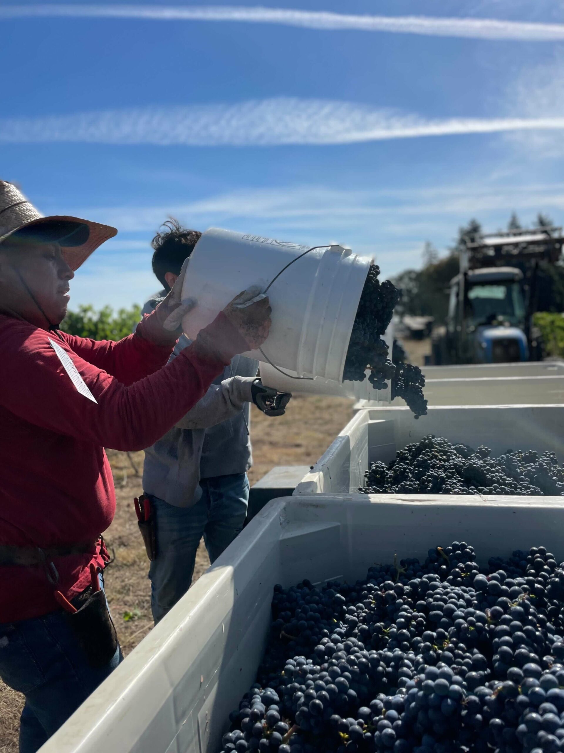 Louise Block 7 Pommard Clone PN Harvested 9.9.24 Louise Block 7 Pommard Clone PN Harvested 9.9.24