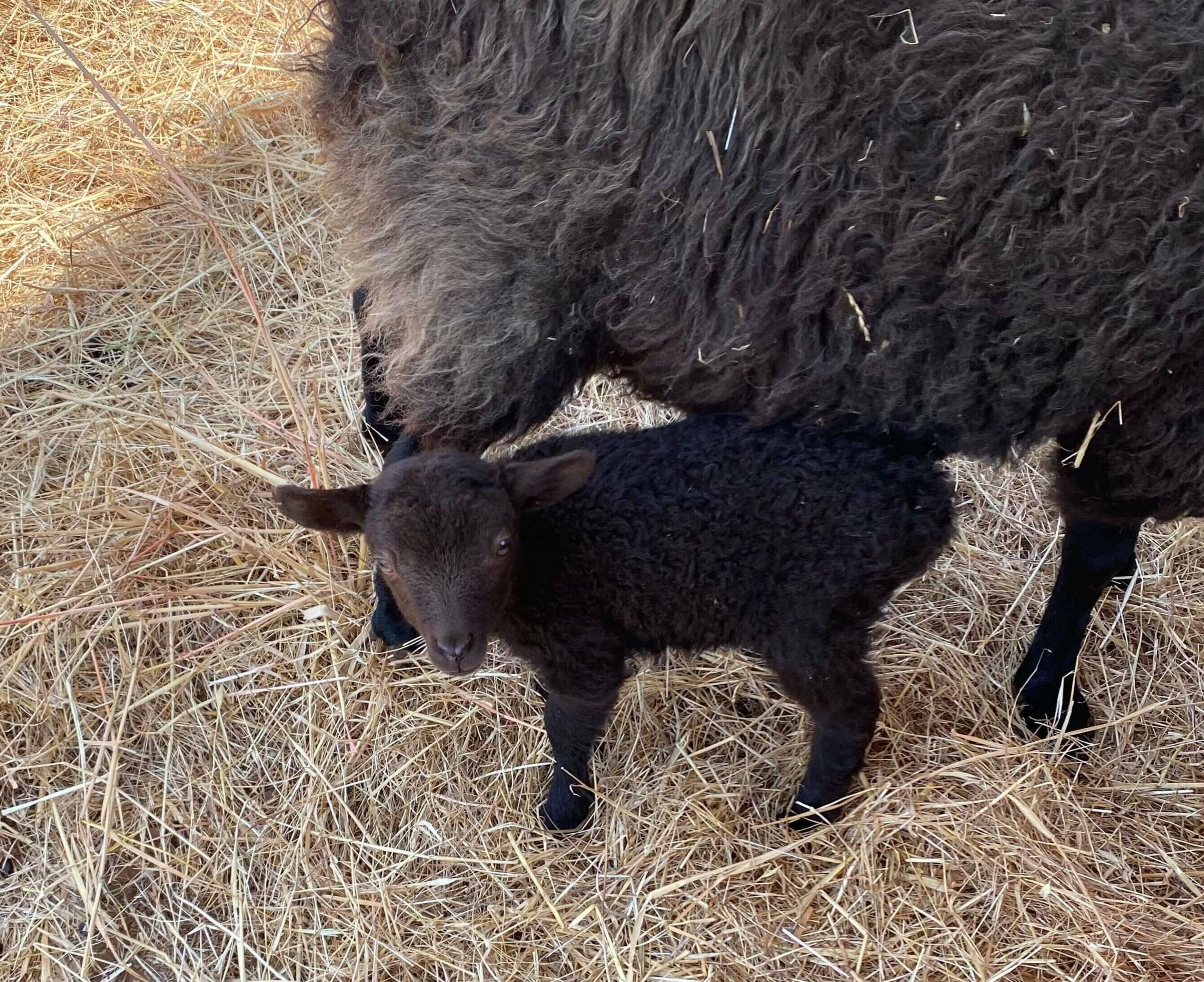 Whoopsie Daisy 1_9.9.24 Whoopsie Daisy lamb on 9.9.24