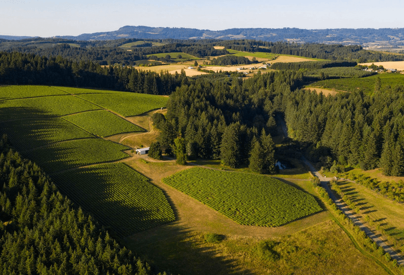 Stermer Vineyard Yamhill-Carlton AVA