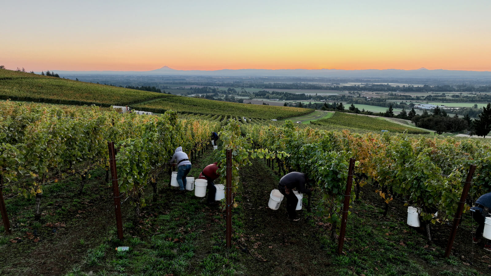 Cristom Harvest Eileen Vineyard Aerial_Credit Vinebound_web Cristom Harvest Eileen Vineyard Aerial