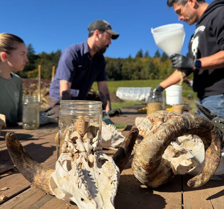 Cristom Vineyards Biodynamic Preparation Fall 2025