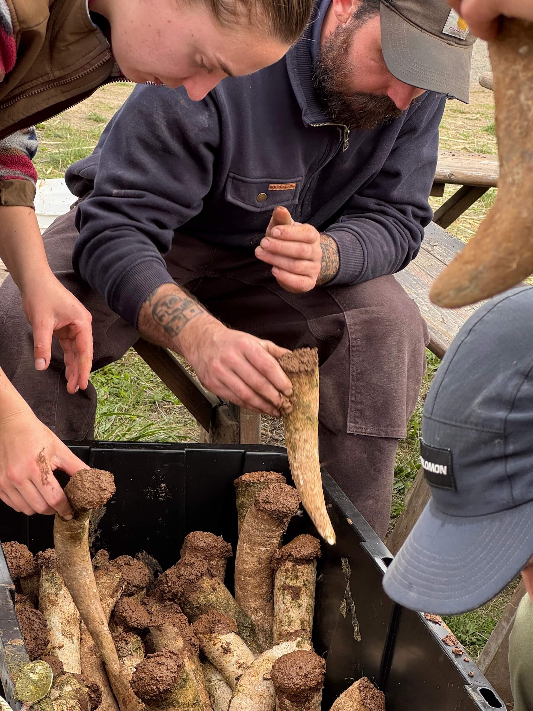 Cristom Vineyards Horns are packed with Maneur for Biodynamic Prep 500