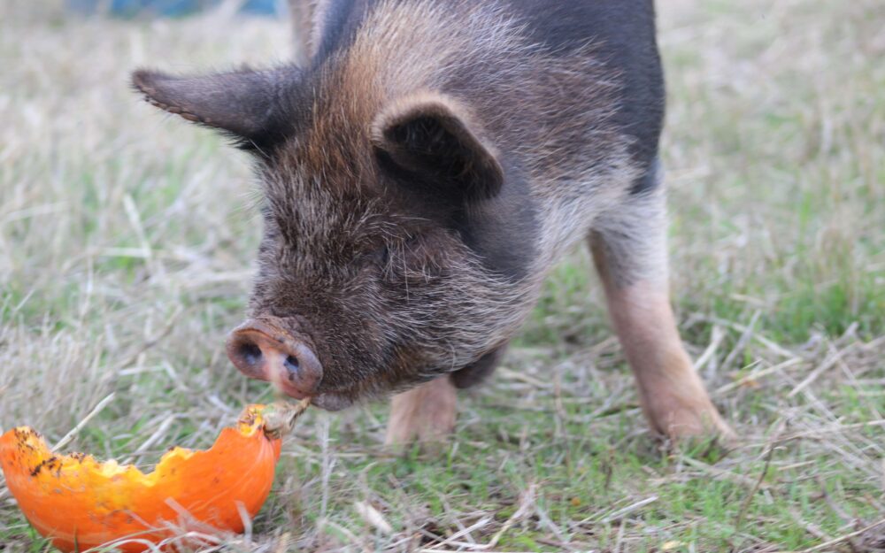 Cristom Vineyards pig eating pumpkin