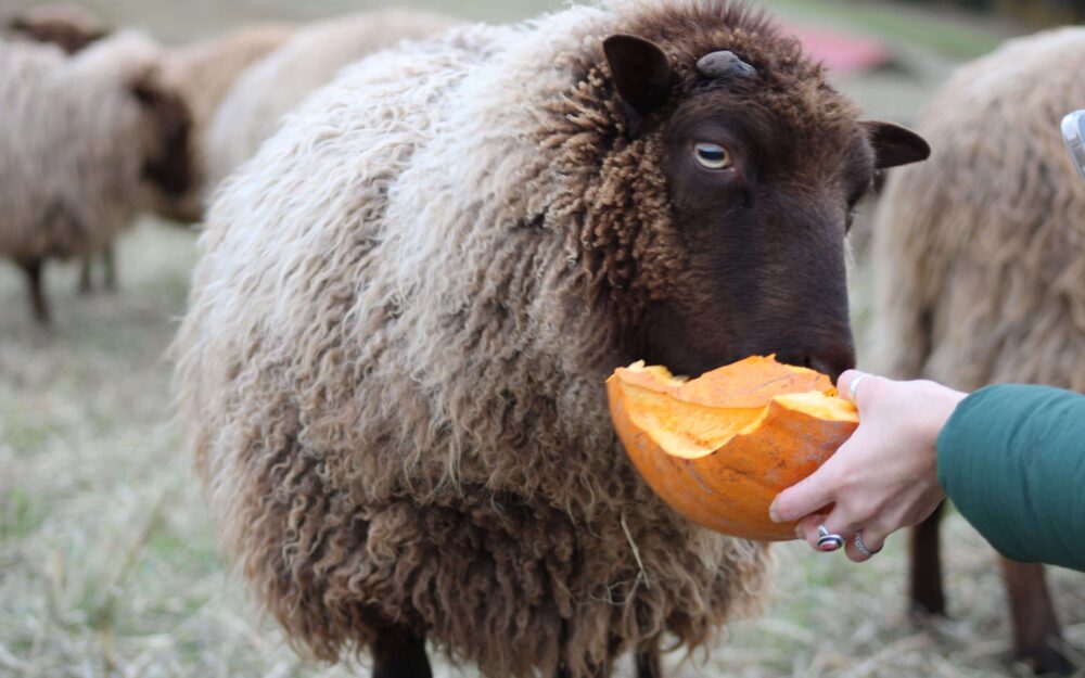Cristom Vineyards sheep eating pumpkin