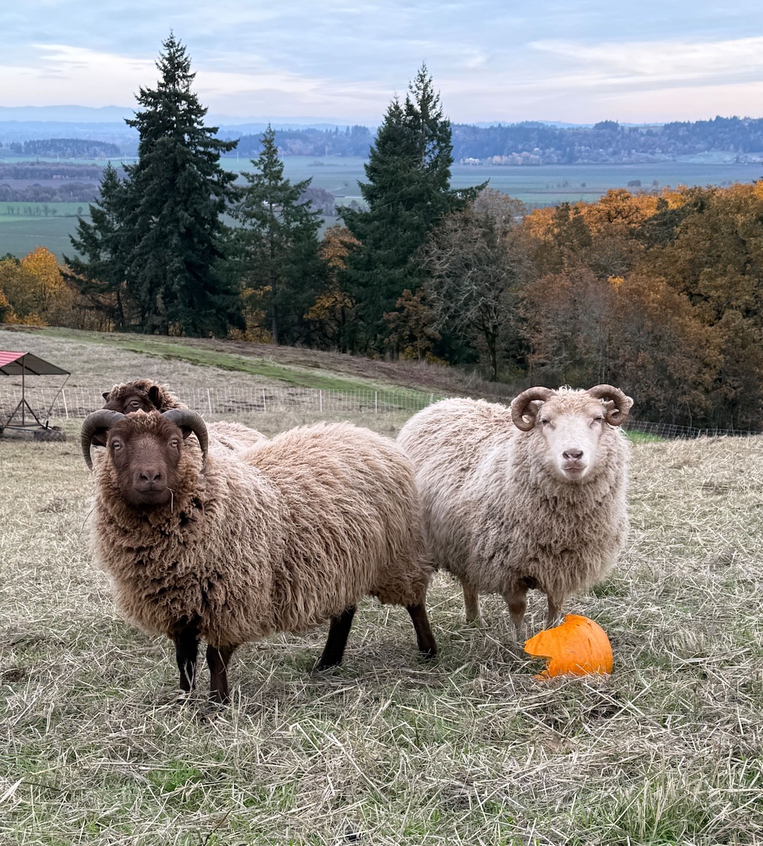 Cristom Sheep eating pumpkins Cristom Sheep eating pumpkins