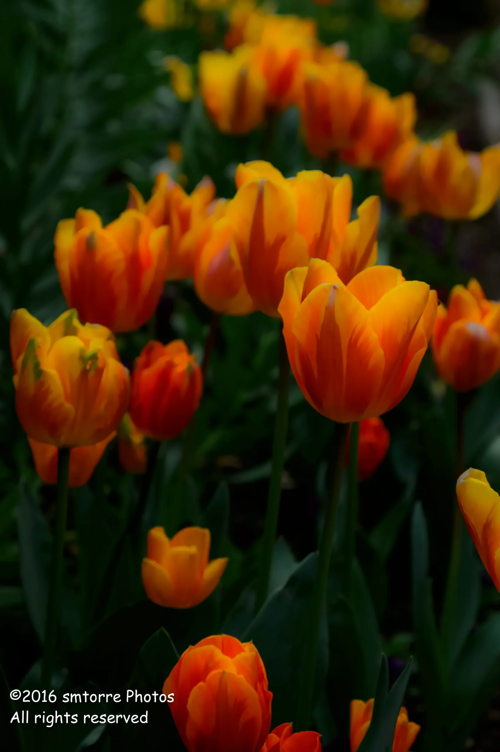 Suzie Artist Spotlight Photo